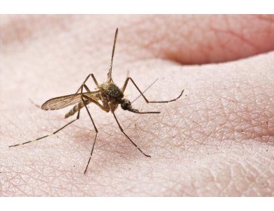 Αντικουνουπικά: Πως να προστατευτείτε από τα κουνούπια;
